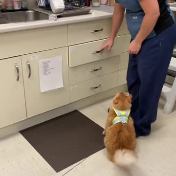 George hamming it up at the vet! 😹😻