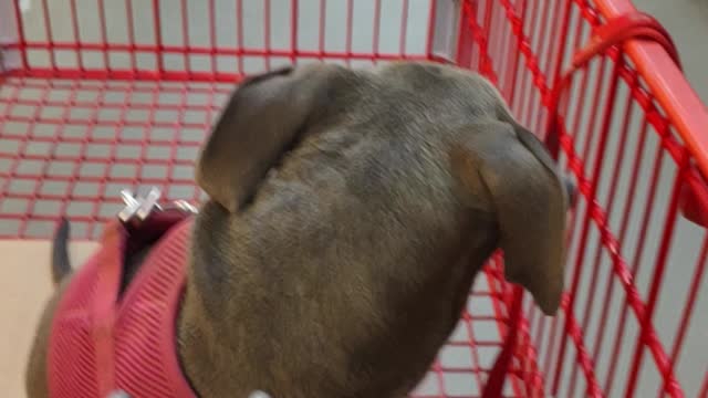 Puppy in a shopping cart