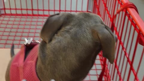 Puppy in a shopping cart