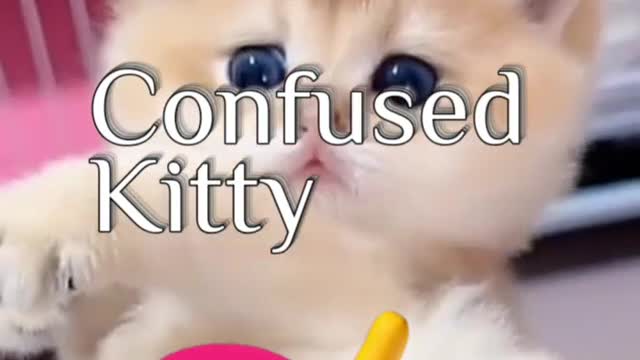 Kitty Fluff