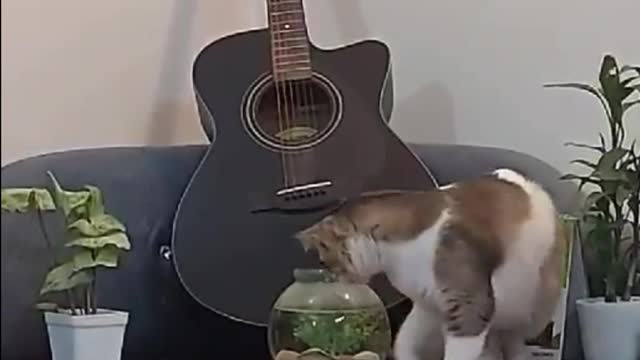 Cat trying to catch fish in fish tank and puzzled