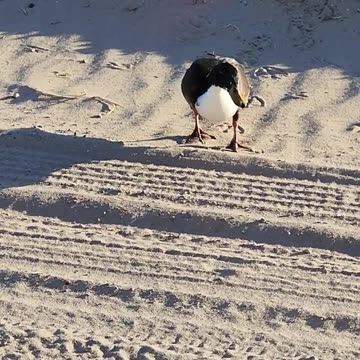 I Caught a Brick - Follow Five Minutes On The Water on Rumble