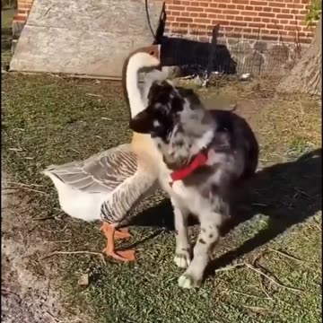 Dog and Goose Are Befst Friends!