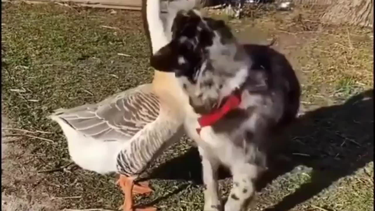 Dog and Goose Are Befst Friends!