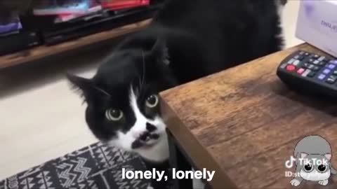 Cute Cats Talking English Better than Me