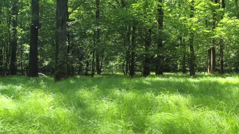Beautiful Nature Stock Footage Royalty