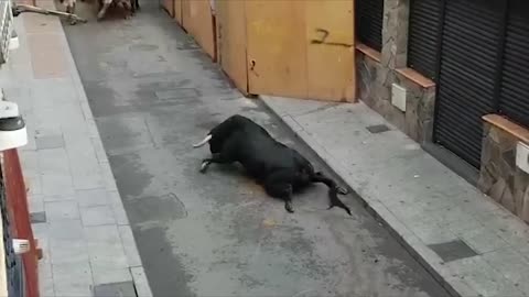 Bull breaks legs