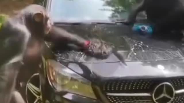 Funniest Animal Car Clening ! best animals video 2022 ! #