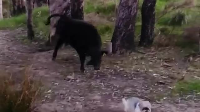 COW VERSUS DOG FIGHT.mp4