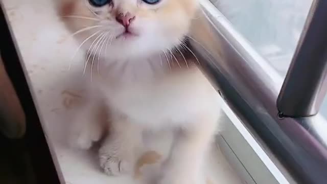 Aww Cute Baby Cat Video Funny