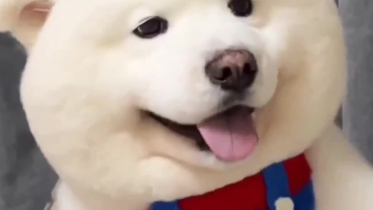 My dog
