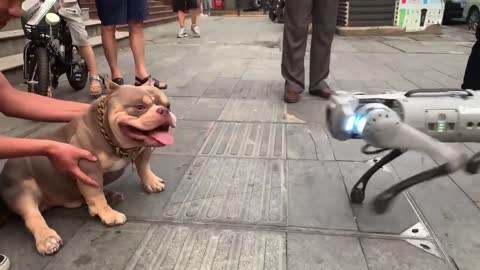 The battle between robot dogs and dogs is really interesting