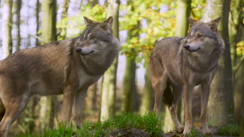 Wolves in the bush