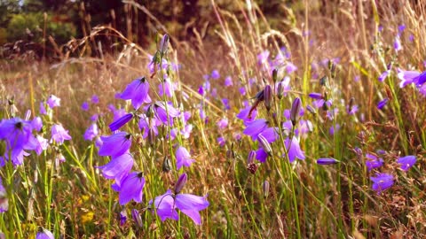 Beautiful nature