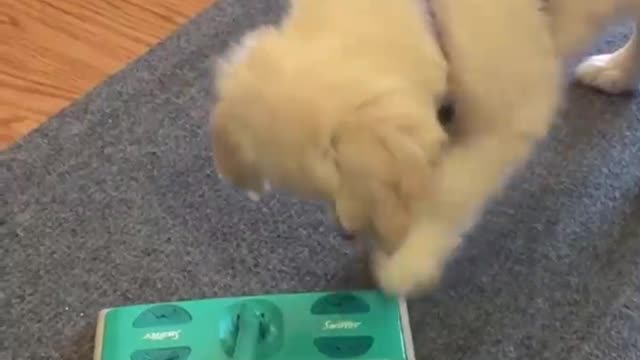 Funniest & cutest Golden retriever puppies-30 minutes of funny puppy videos 2021