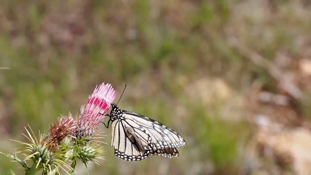 butterfly flower lnsect nature