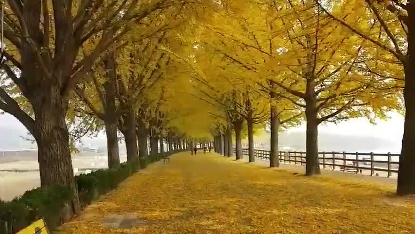 Ginkgo Tree Road