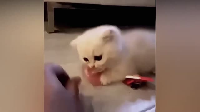 Cute Cats and Funny Cats Compilation Video