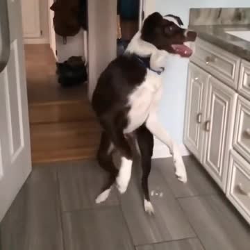 Happy Dog Play Moments! Life Is Like A Soap Bubble, Enjoy It Before It Vanishes!