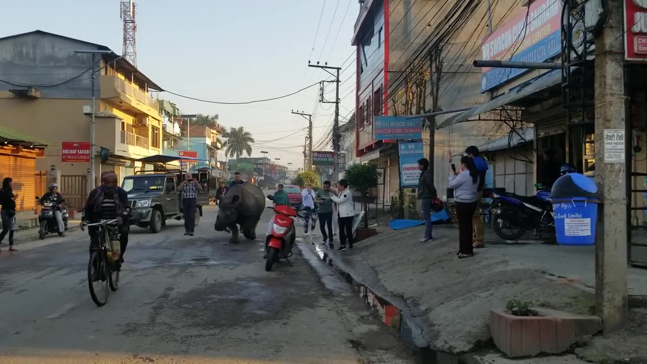 Wild rhino at the street of sauraha