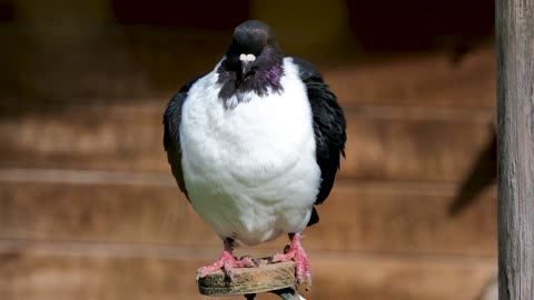 dove-turkey-pigeon-plumage-bird