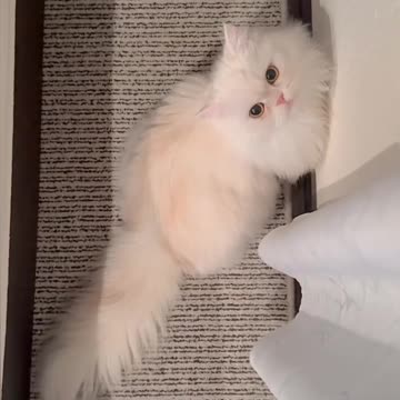 Fanny cat videos | kitty cat video | Cute cat videos | Pet Animal video |