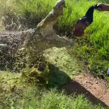 DANGEROUS CROCODILE 😱 IT'S REALLY AMAZING