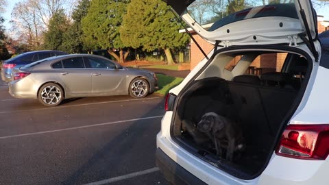 Cane Corso Puppy Obedience Training Is Going AMAZINGLY!