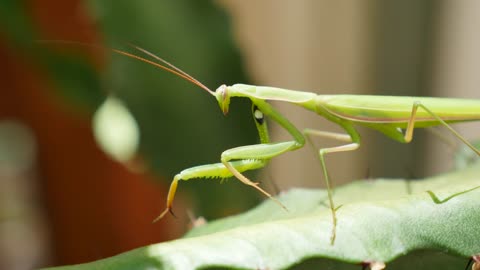 Praying Mantis On Euphorbia Facing Left Closer