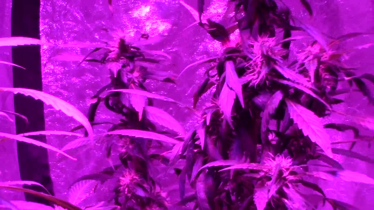 Batch # 6 of daddies growth journal