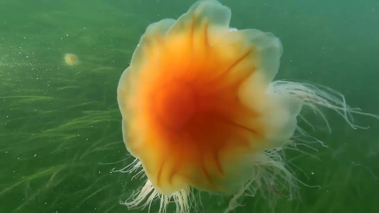 Jelly Fish Rising Towards Surface