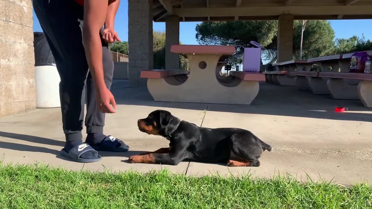 3 MONTH OLD ROTTWEILER PUPPY BASIC OBEDIENCE TRAINING