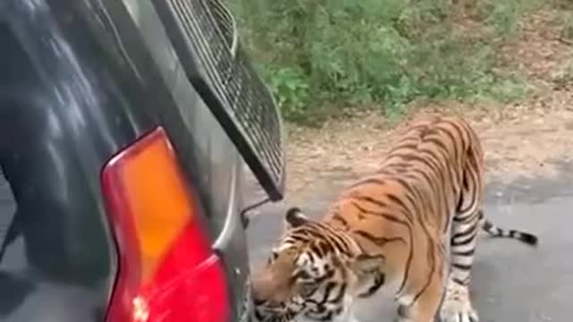 Tiger bites the rear bumper of the vehicle and drags it back by a few feet