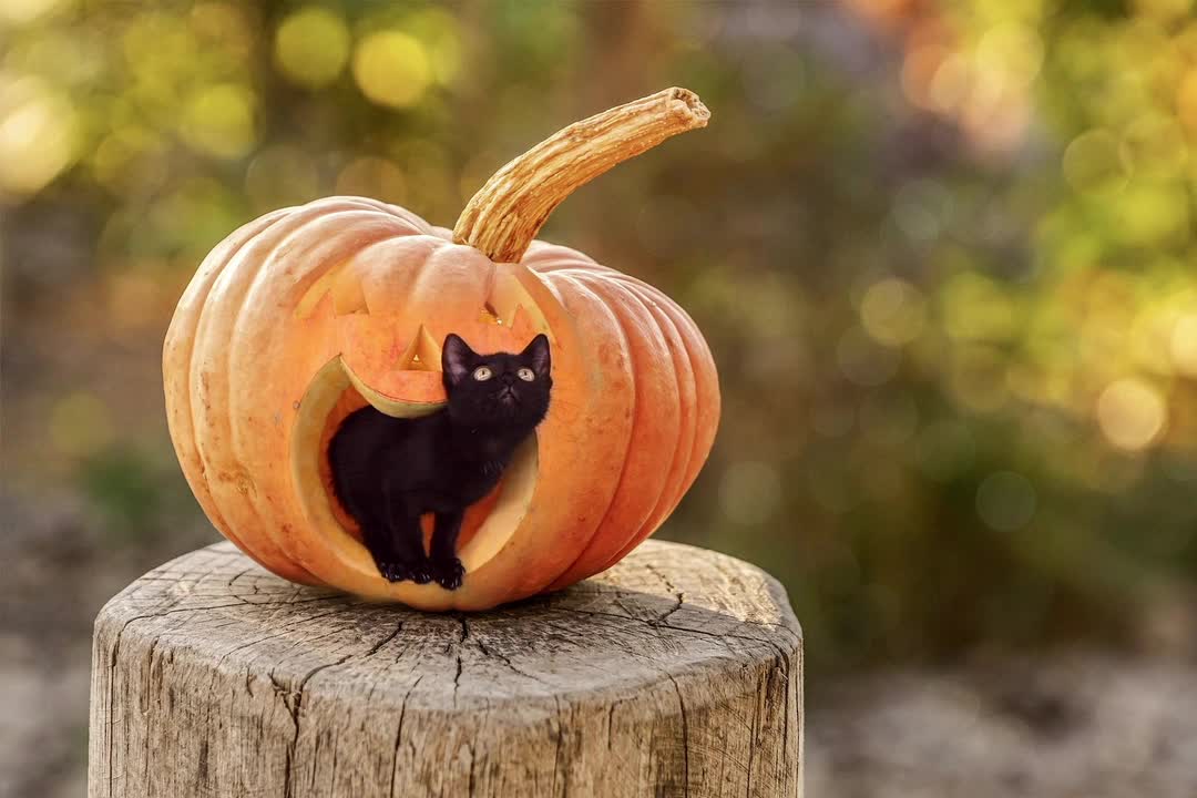 cat,feline,kitten,pumpkin,jack o lantern,halloween,outdoors,stump