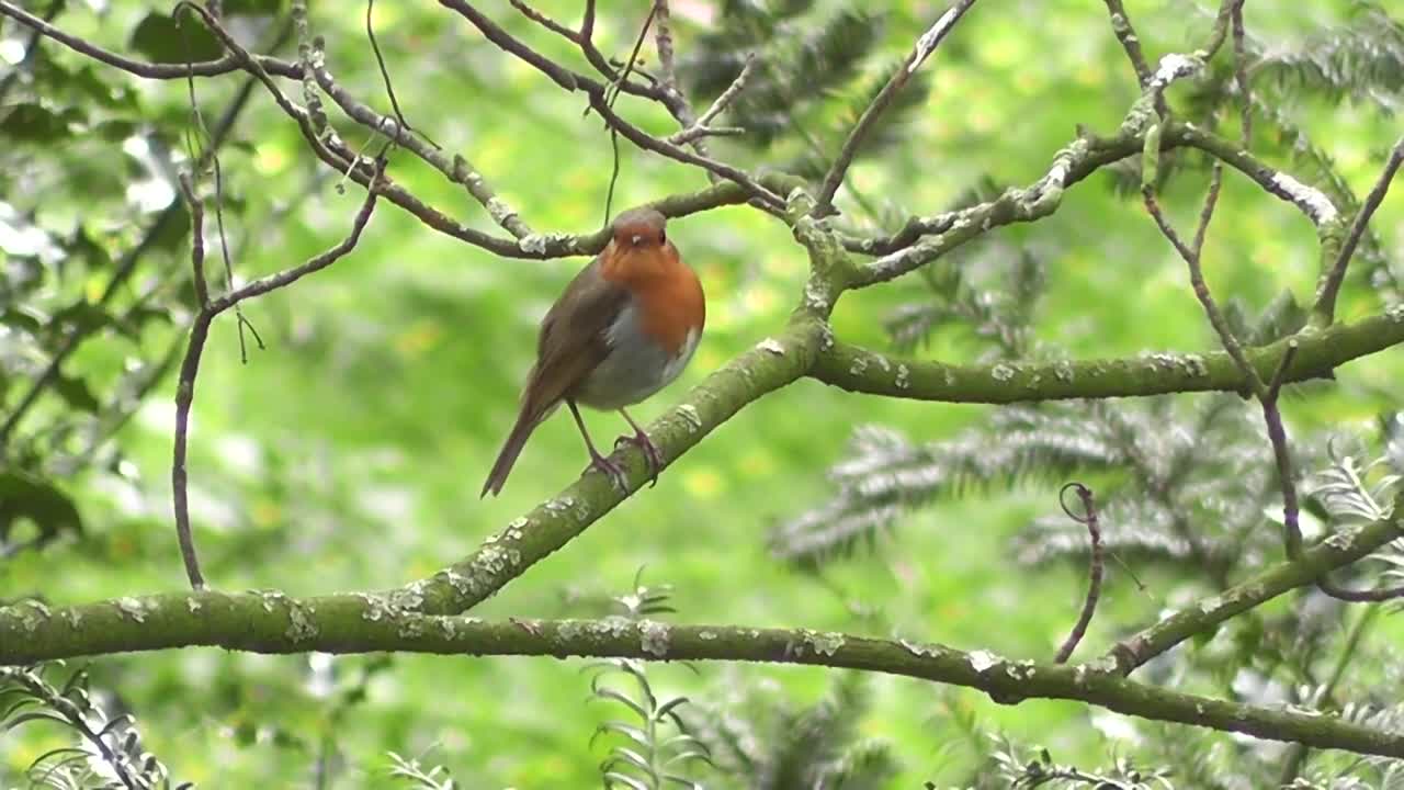 Beautiful bird// Bird// tree