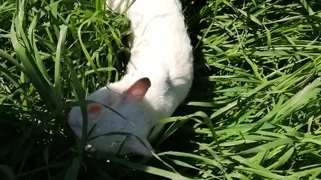 Beautiful white cat playing in the planting