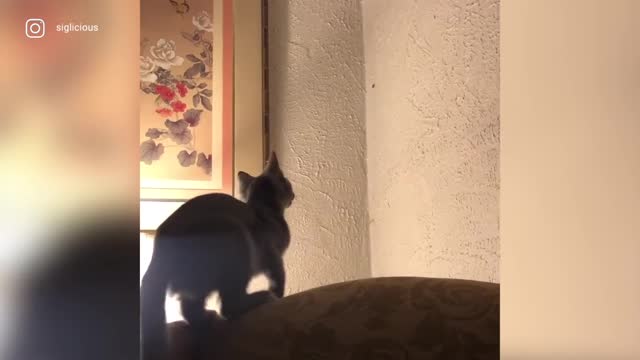 The most hilarious top videos of May!