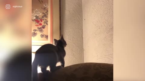 The most hilarious top videos of May!
