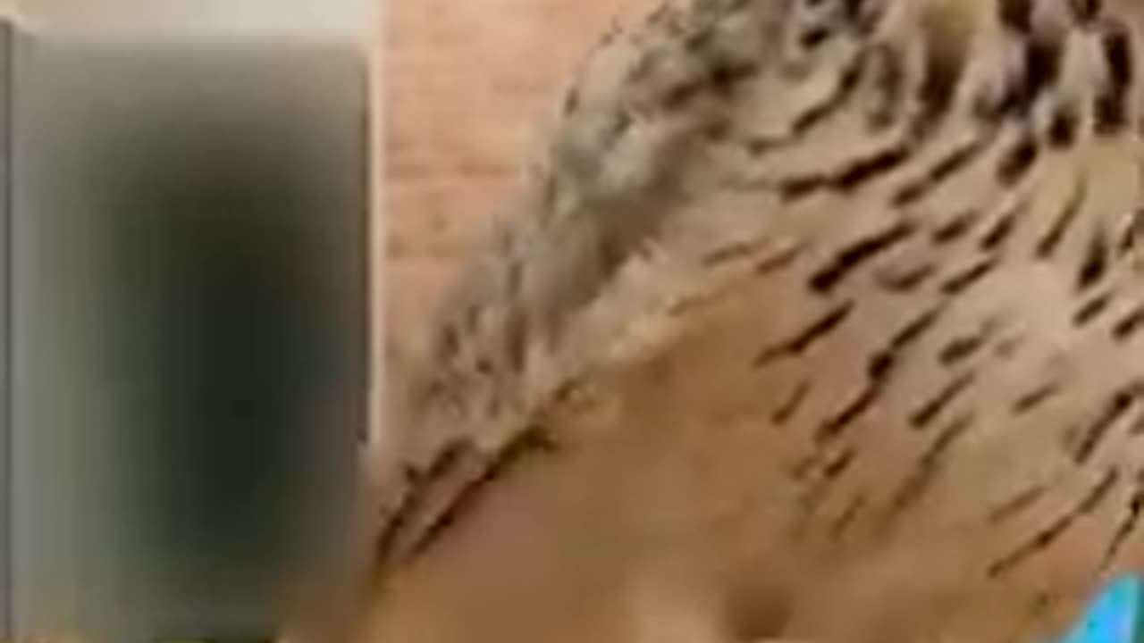 Funny videos animals