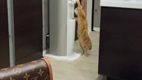 The cat opens the tap to drink water, very funny