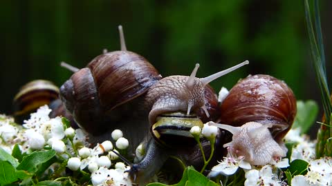 Snails