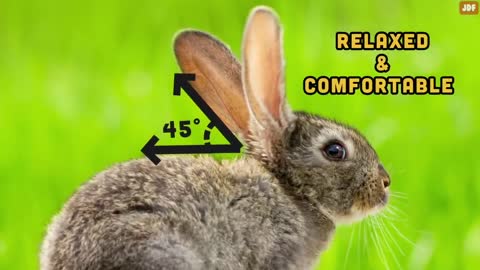 Rabbit Body Language Explained