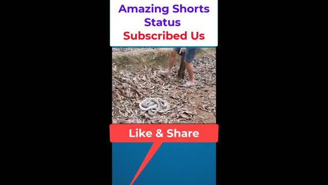 Snakes Group Found by Amazing Shorts Status#shorts #trending #Trend #viral