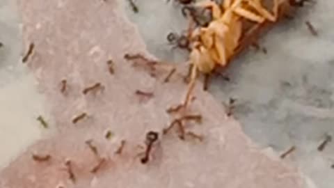 Ant'missiom