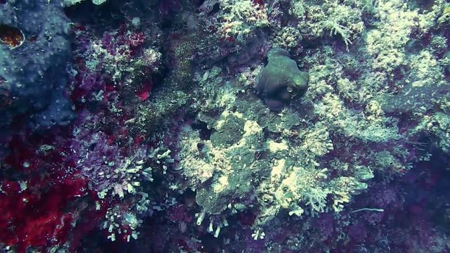 VIDEO COMPILATIONS WITH LIVE OCTOPUS ON THE SEA LOOSE AND FREE IN NATURE!