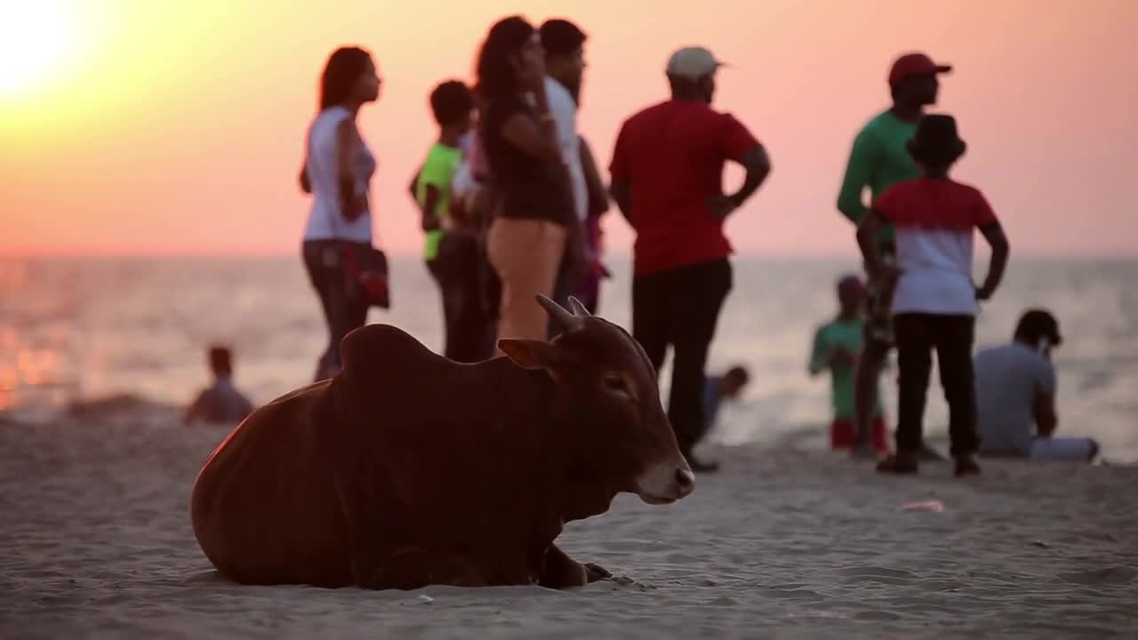 Cow resting on the beach