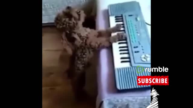 Best Of The Funny Animal Videos