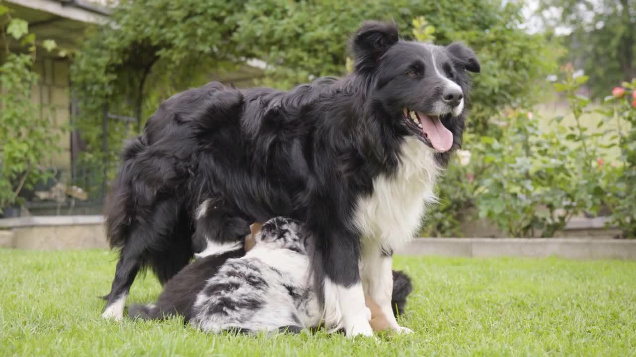 A mother dog breastfeeds her puppies in a garden