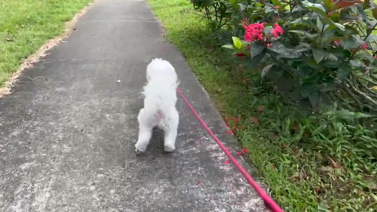 WHEN HE KNOWS HE IS AT THE VET 🤣🩺