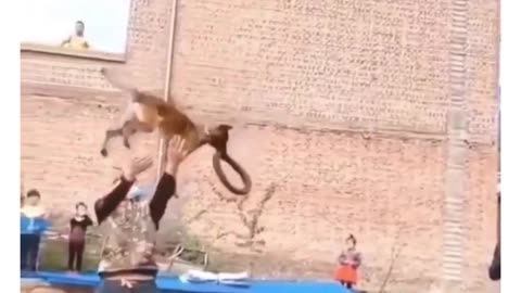 Trained German Shepherd doing hilarious stunt